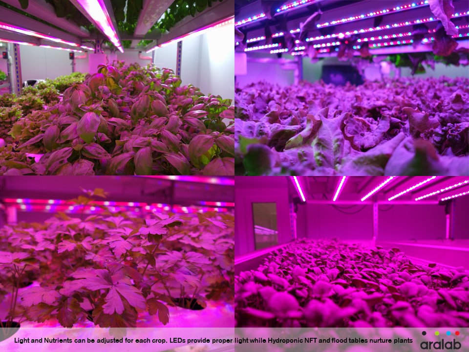 Aralab hydroponics with NFT gullies and flood trays under LED Light