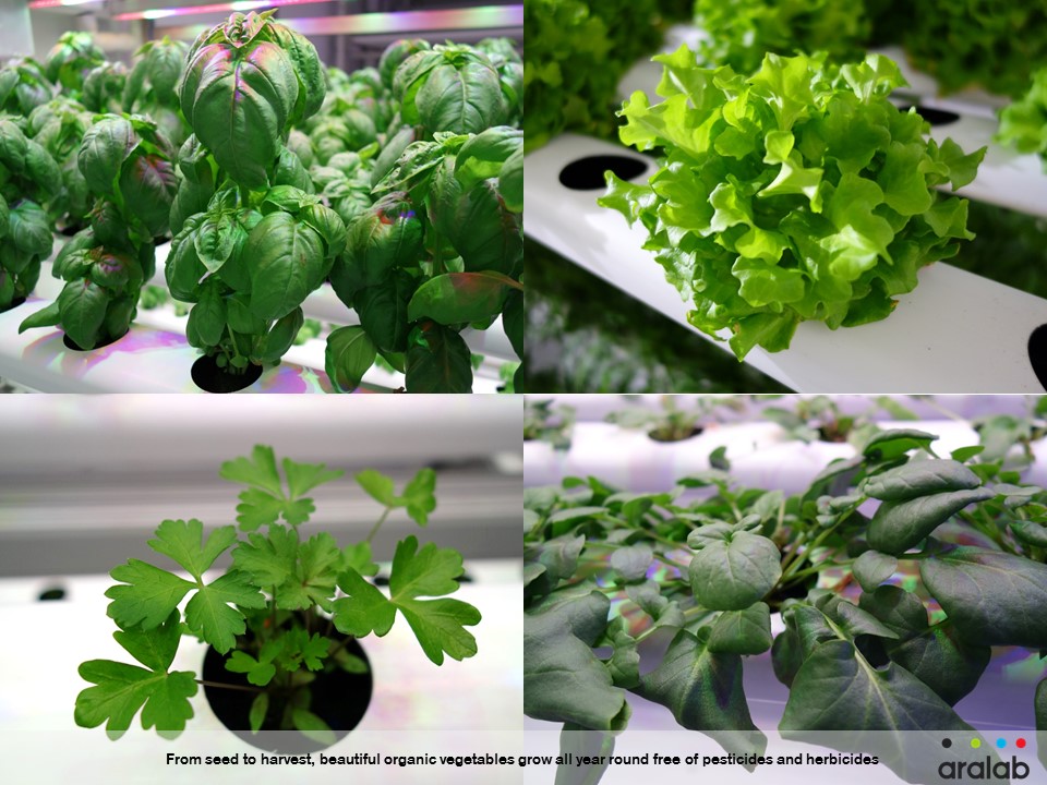 Aralab Organic Vegetables growing under LED light and hydroponics